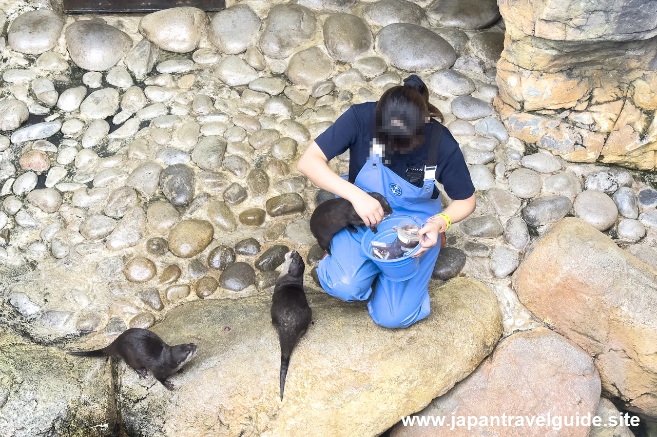 コツメカワウソのフィーディングタイム：長良川源流エリア：アクア・トトぎふの見どころ(10)