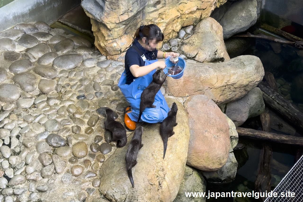 コツメカワウソのフィーディングタイム：長良川源流エリア：アクア・トトぎふの見どころ(12)