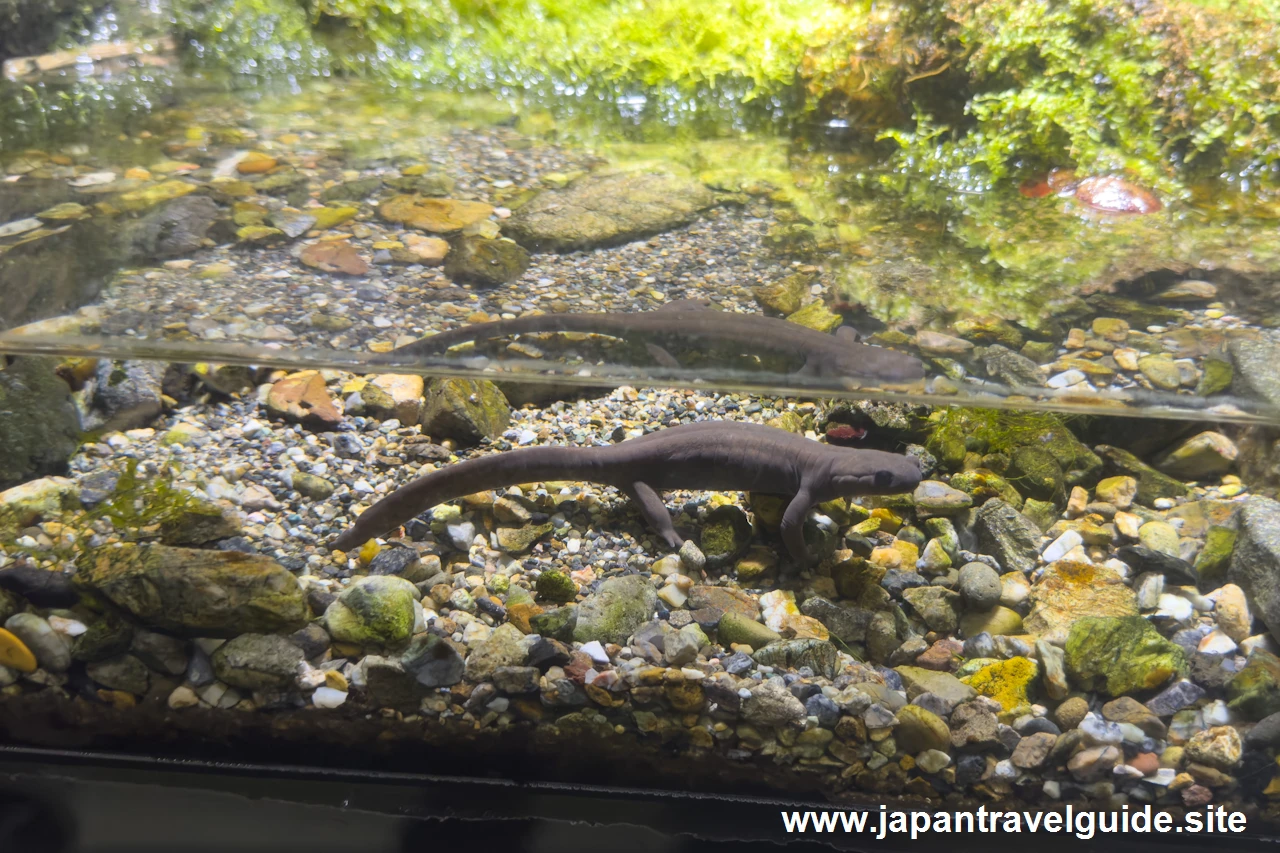 クロサンショウウオ：長良川源流エリア：アクア・トトぎふの見どころ(14)