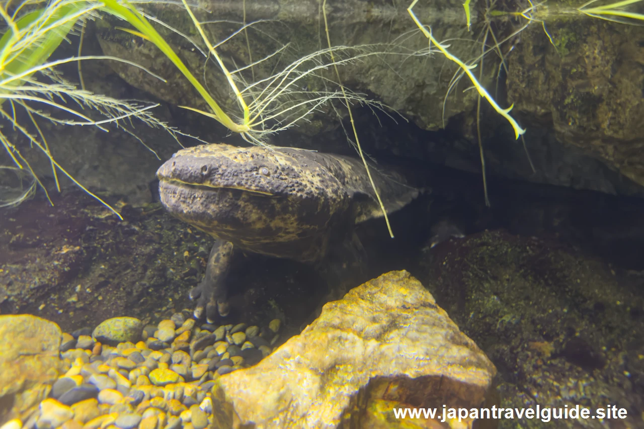 オオサンショウウオ：長良川上流エリア：アクア・トトぎふの見どころ(2)