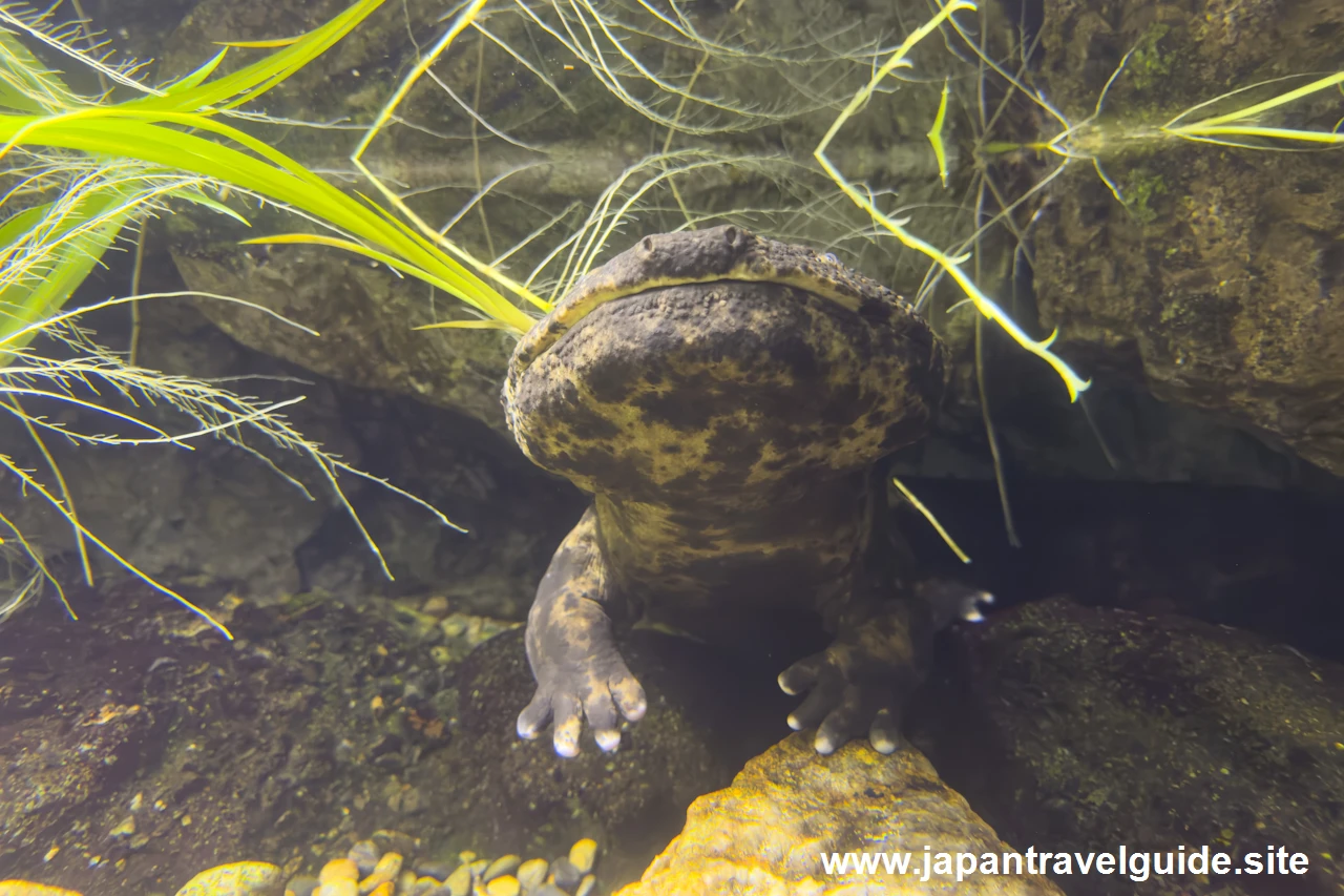 オオサンショウウオ：長良川上流エリア：アクア・トトぎふの見どころ(3)