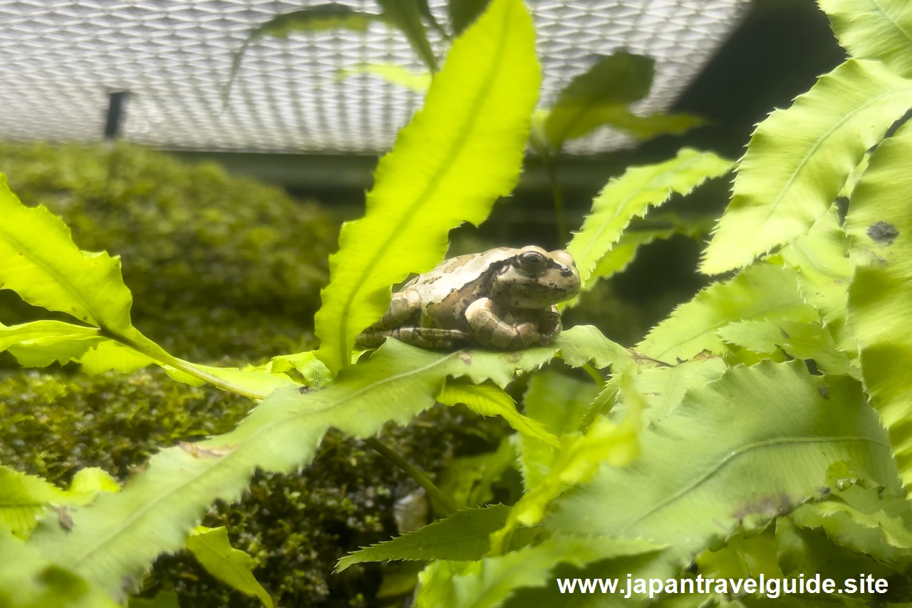 ニホンアマガエル：長良川上流エリア：アクア・トトぎふの見どころ(2)