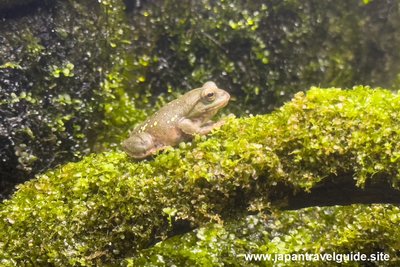 ニホンアマガエル：長良川上流エリア：アクア・トトぎふの見どころ(3)