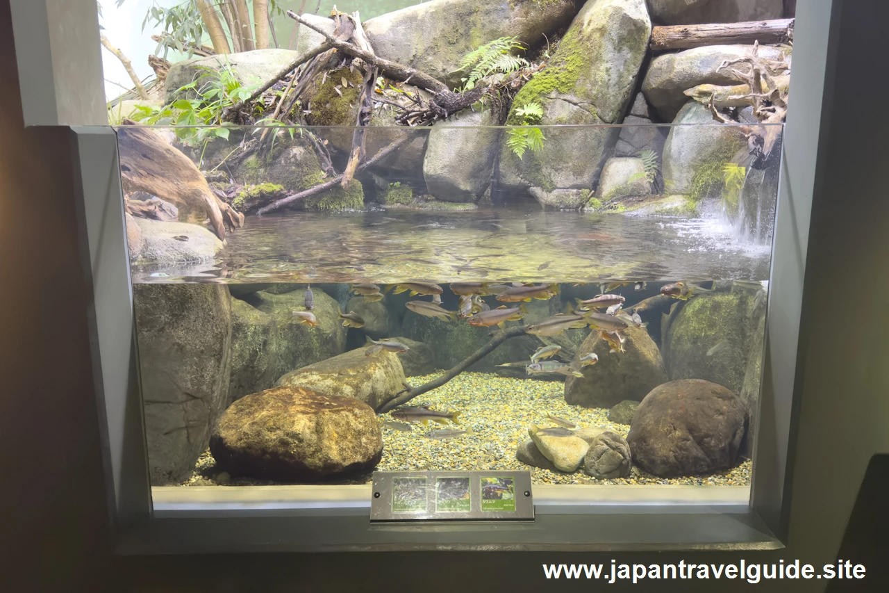 オイカワやカワムツ：長良川上流エリア：アクア・トトぎふの見どころ(1)