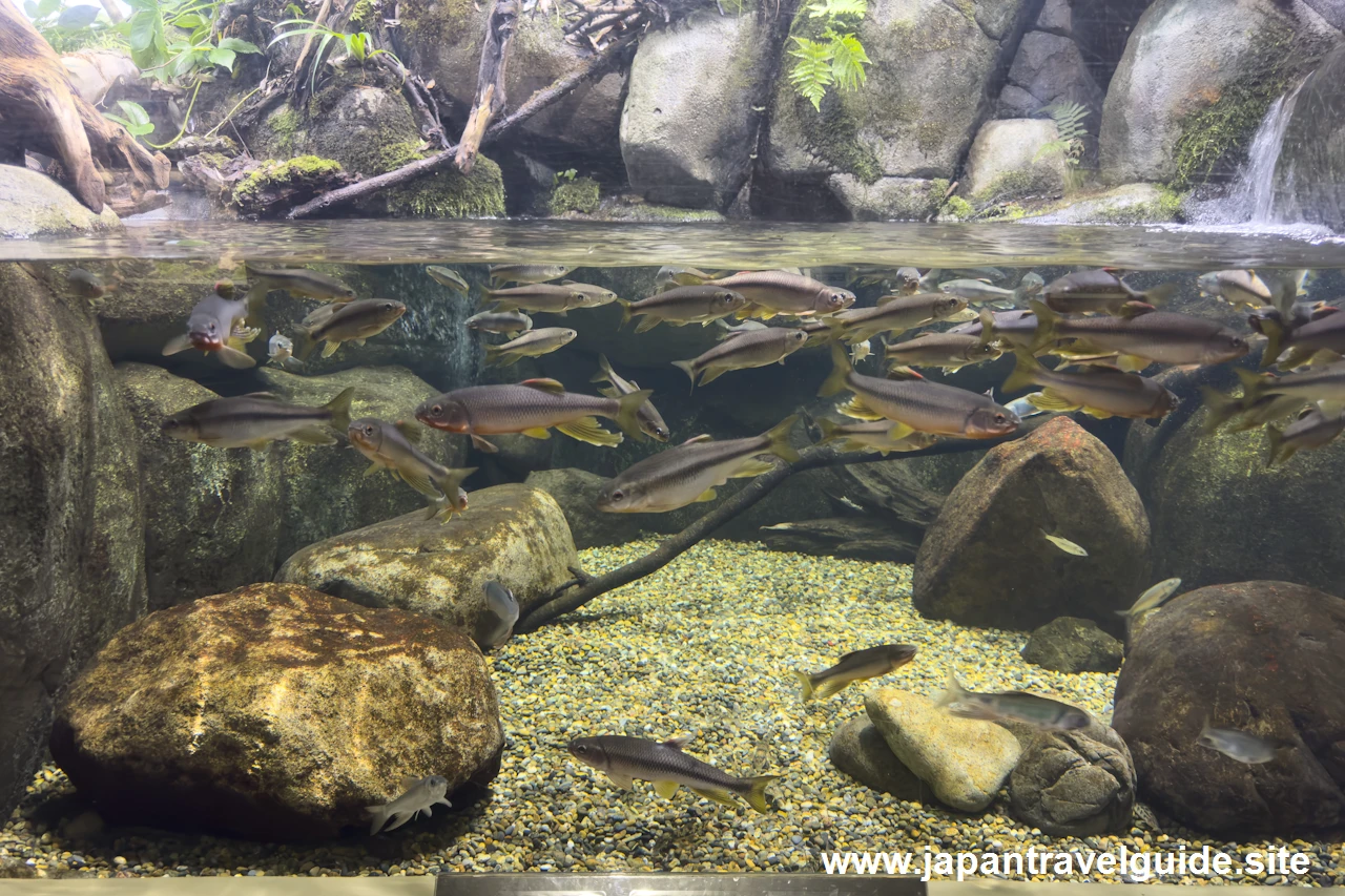 オイカワやカワムツ：長良川上流エリア：アクア・トトぎふの見どころ(2)