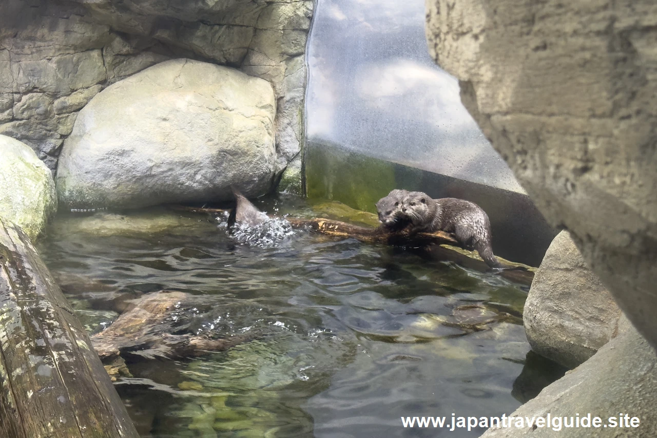 コツメカワウソ：長良川上流エリア：アクア・トトぎふの見どころ(2)