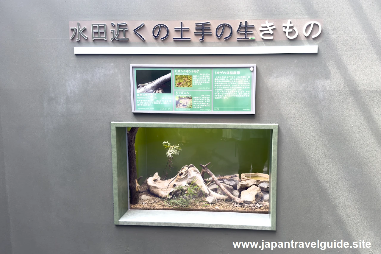 ニホンカナヘビ、ヒガシニホントカゲ、ヌマガエル：長良川中流エリア：アクア・トトぎふの見どころ(1)