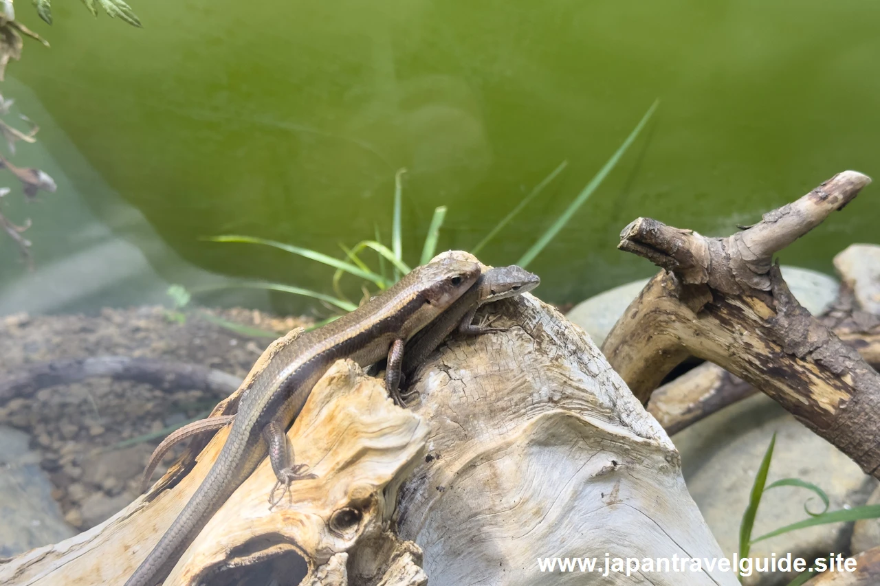 ニホンカナヘビ、ヒガシニホントカゲ、ヌマガエル：長良川中流エリア：アクア・トトぎふの見どころ(3)