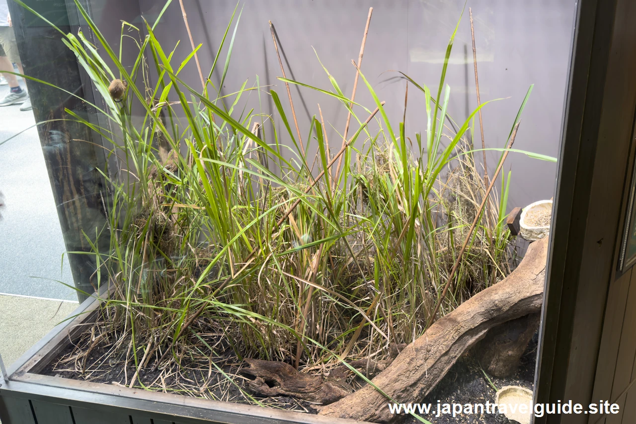 カヤネズミ：長良川中流エリア：アクア・トトぎふの見どころ(1)