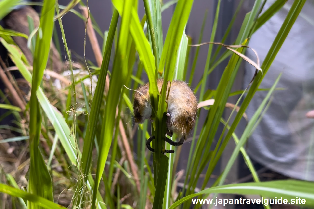 カヤネズミ：長良川中流エリア：アクア・トトぎふの見どころ(2)