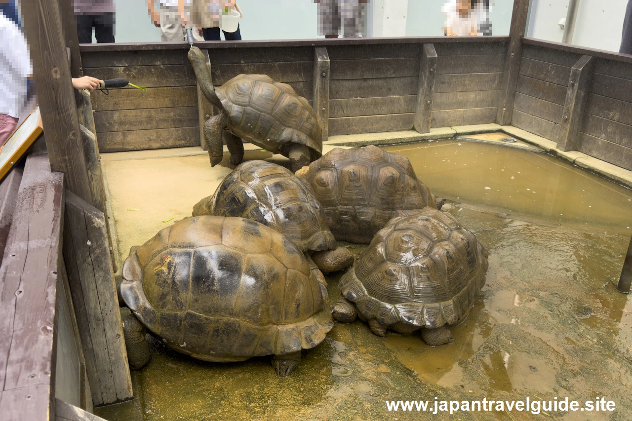 アルダブラゾウガメ＆カピバラ：アクア・トトぎふの見どころ(1)