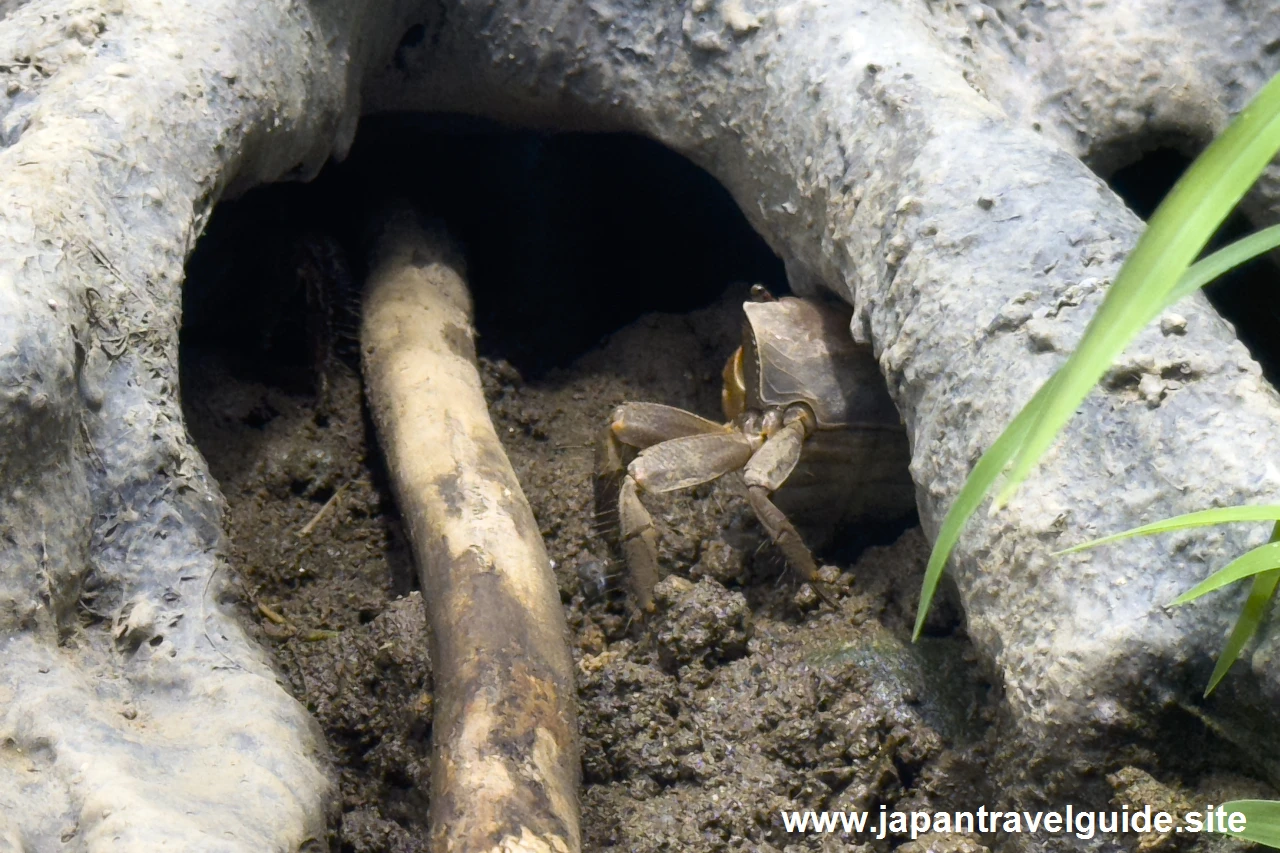 クロベンケイガニやアカテガニ：長良川下流エリア：アクア・トトぎふの見どころ(3)