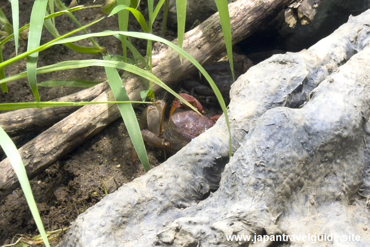 クロベンケイガニやアカテガニ：長良川下流エリア：アクア・トトぎふの見どころ(4)