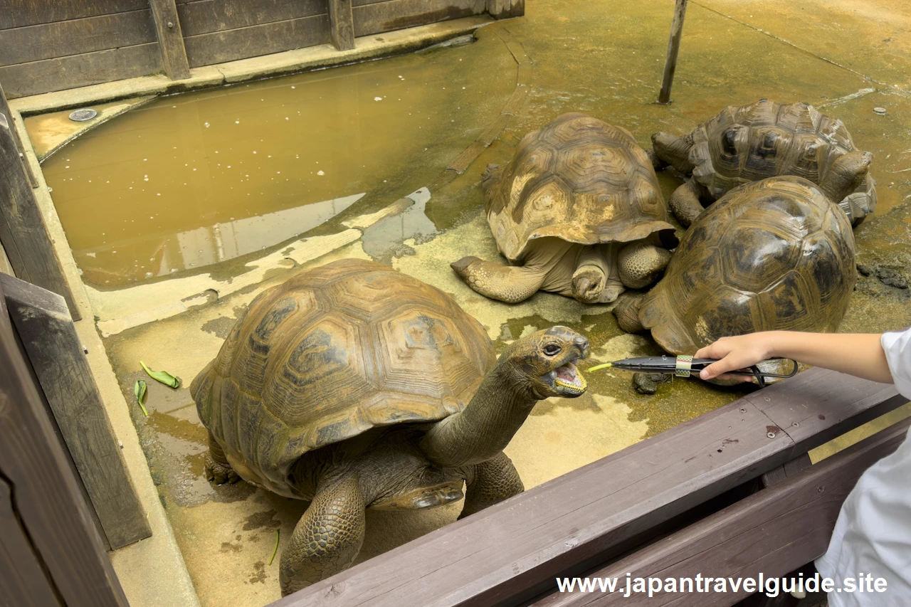 アルダブラゾウガメ＆カピバラ：アクア・トトぎふの見どころ(4)