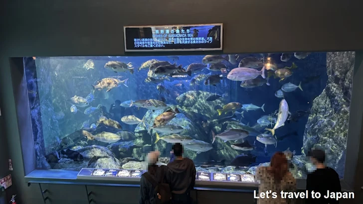 熊野灘の魚：鳥羽水族館の見どころ(1)