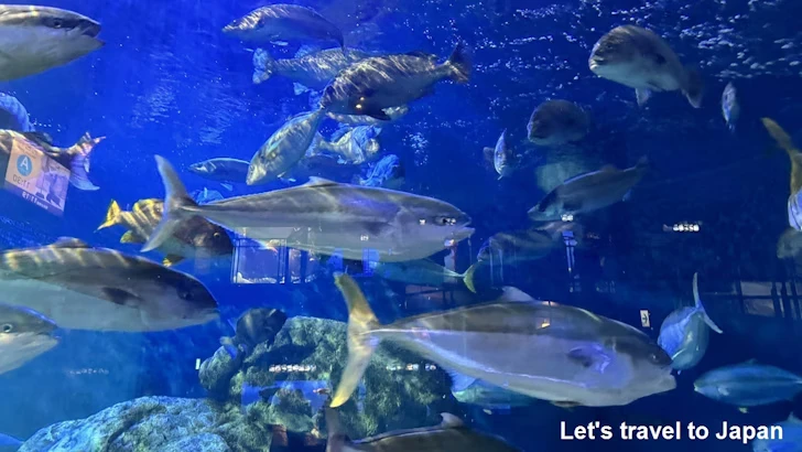 熊野灘の魚：鳥羽水族館の見どころ(2)