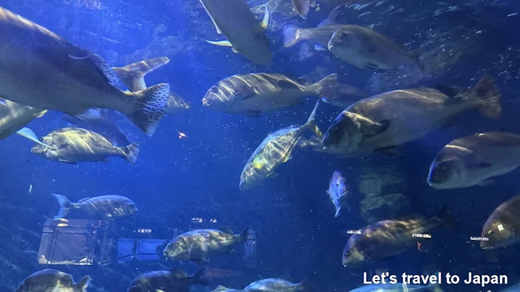 熊野灘の魚：鳥羽水族館の見どころ(3)