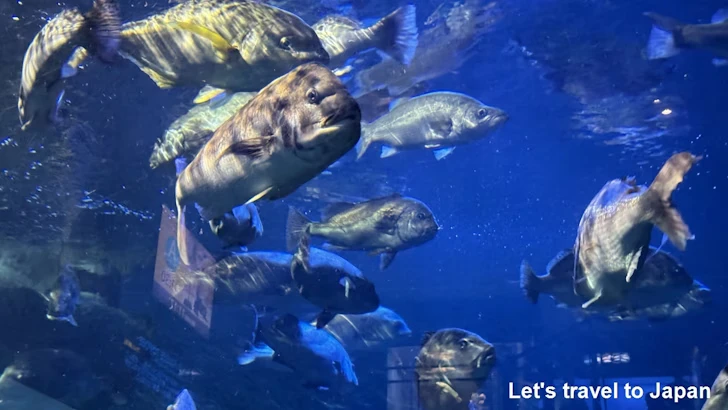 熊野灘の魚：鳥羽水族館の見どころ(4)