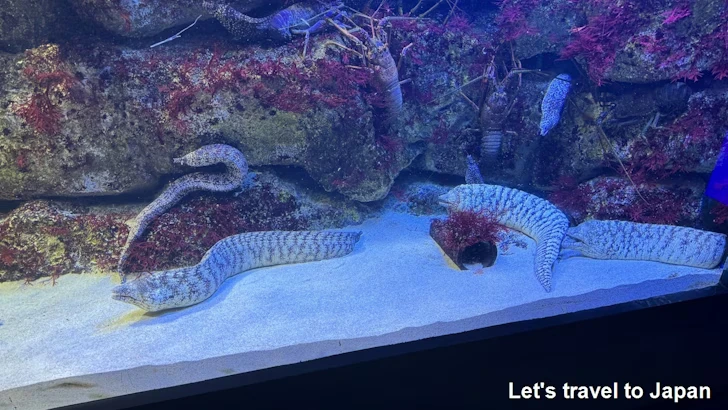 ウツボ：鳥羽水族館の見どころ(1)