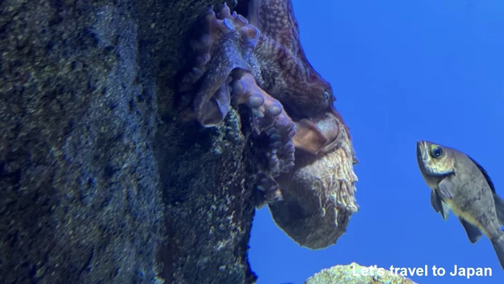 ミズダコ：鳥羽水族館の見どころ(2)