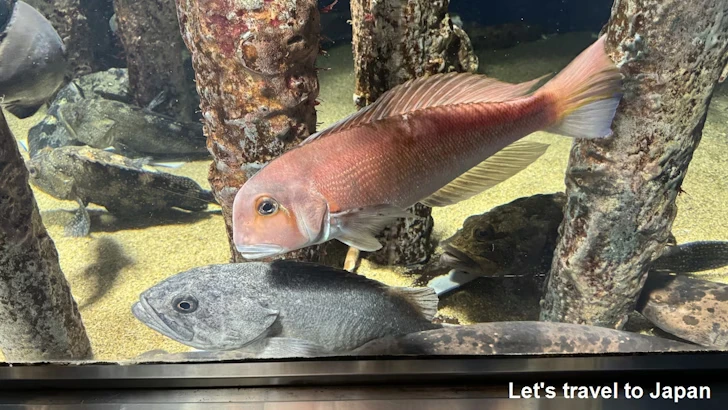 E:伊勢志摩の海・日本の海：鳥羽水族館の見どころ(3)