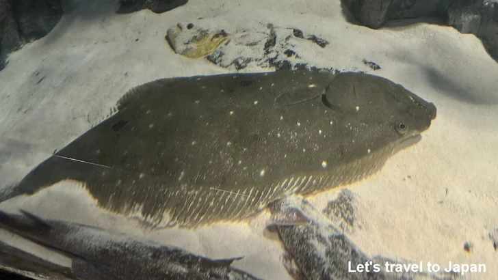 E:伊勢志摩の海・日本の海：鳥羽水族館の見どころ(6)