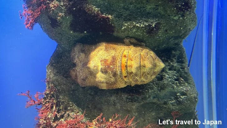 E:伊勢志摩の海・日本の海：鳥羽水族館の見どころ(7)