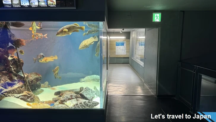 スナメリ：鳥羽水族館の見どころ(1)