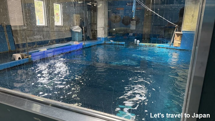 スナメリ：鳥羽水族館の見どころ(2)