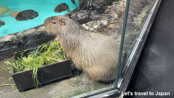 カピバラ：鳥羽水族館の見どころ(2)