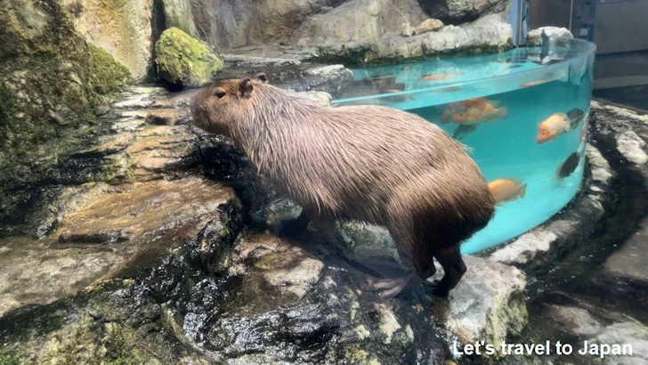 カピバラ：鳥羽水族館の見どころ(3)