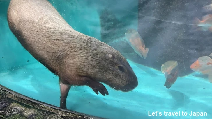 カピバラ：鳥羽水族館の見どころ(4)