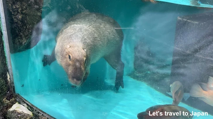 カピバラ：鳥羽水族館の見どころ(5)