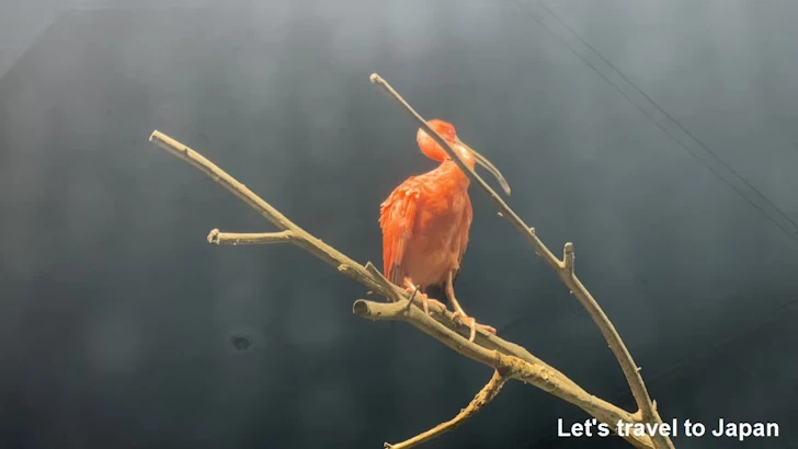 ショウジョウトキ：鳥羽水族館の見どころ(2)