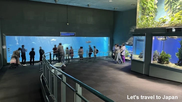 アフリカマナティ：鳥羽水族館の見どころ(1)