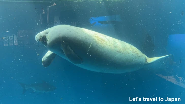 アフリカマナティ：鳥羽水族館の見どころ(2)