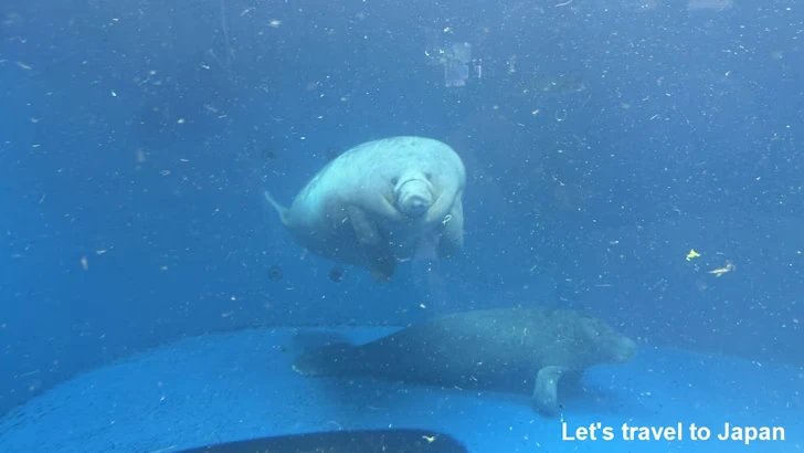 アフリカマナティ：鳥羽水族館の見どころ(4)