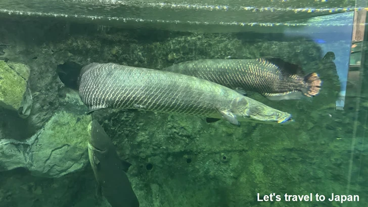 ピラルクー：鳥羽水族館の見どころ(2)