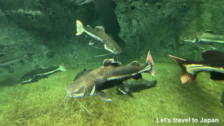 レッドテールキャット：鳥羽水族館の見どころ(2)