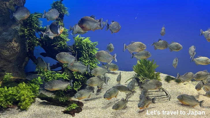 ピラニア・ナッテリー：鳥羽水族館の見どころ(2)