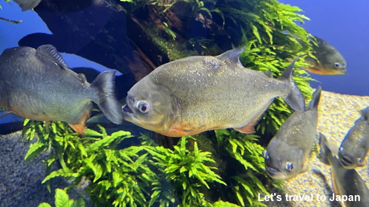 ピラニア・ナッテリー：鳥羽水族館の見どころ(3)