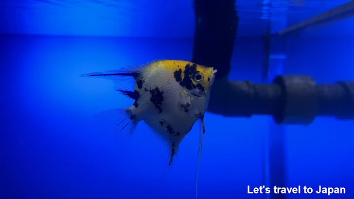 エンゼル・フィッシュ：鳥羽水族館の見どころ(1)