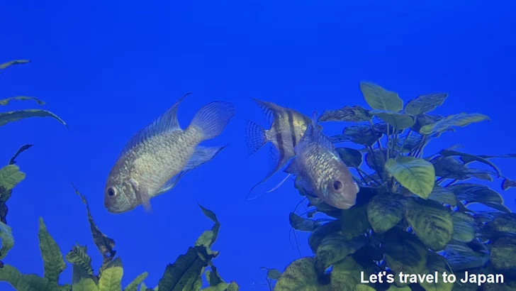 コバルトブルーアカラ：鳥羽水族館の見どころ(1)