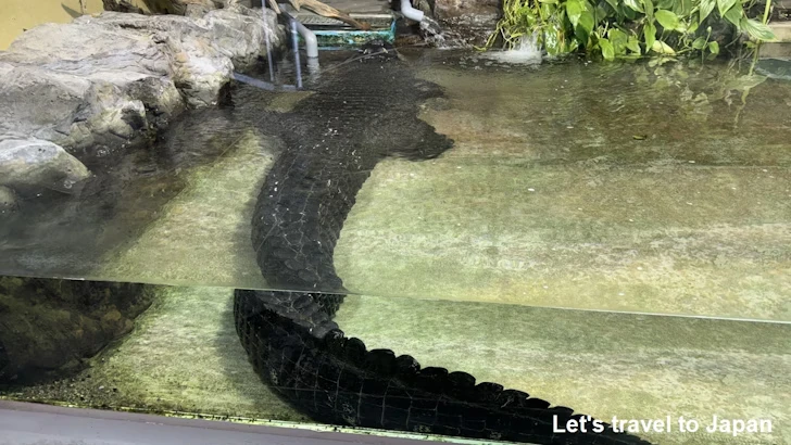 ミシシッピーワニ：鳥羽水族館の見どころ(3)