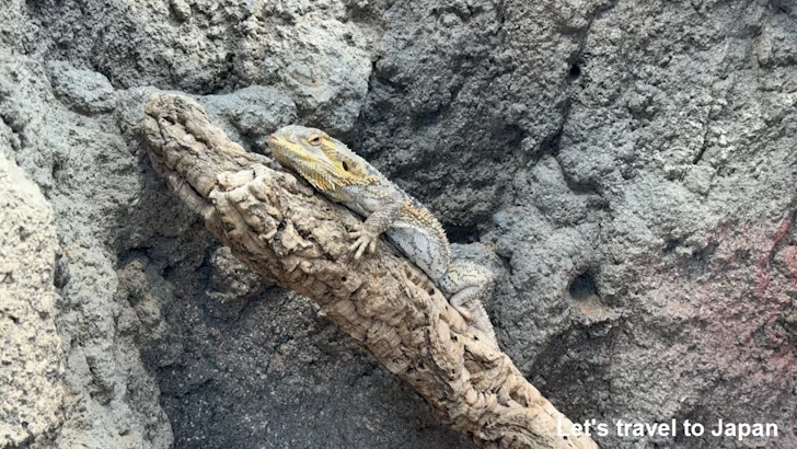 フトアゴヒゲトカゲ：鳥羽水族館の見どころ(3)