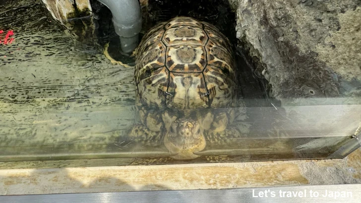 インドホシガメ：鳥羽水族館の見どころ(3)