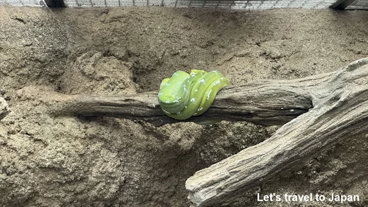 グリーンパイソン：鳥羽水族館の見どころ(1)