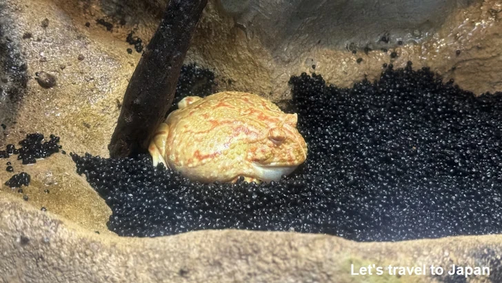 ベルツノガエル：鳥羽水族館の見どころ(1)