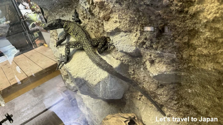 アンボイナホカケトカゲ：鳥羽水族館の見どころ(1)