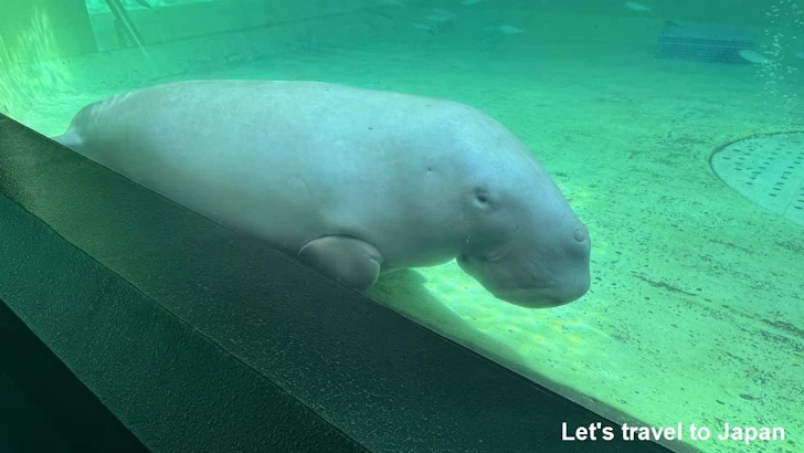 ジュゴン：鳥羽水族館の見どころ(2)